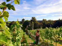 Sign up to help make wine