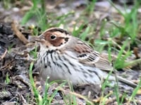 Spectacular rare bird spotted in the Valley