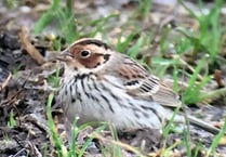 Spectacular rare bird spotted in the Valley