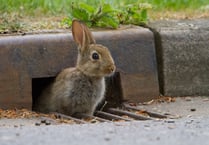 Wildlife watchers needed in Devon this spring