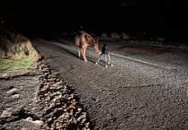 Driver stunned as Dartmoor pony is born in the middle of the road