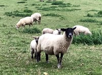 Dartmoor policy could destroy upland farming