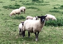 Dartmoor policy could destroy upland farming