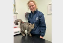 Life-saving op for kitten that spun a dangerous yarn
