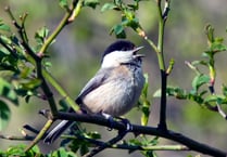 Nature recovery plans to encourage return of bird to the Tamar Valley