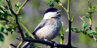 Nature recovery plans to encourage return of bird to the Tamar Valley