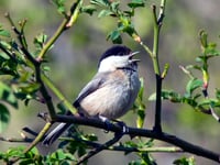 Nature recovery plans to encourage return of bird to the Tamar Valley