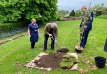 Sir Geoffrey Cox leads tree planting ceremony at Tavistock Hospital 