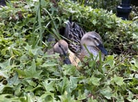 Otter blamed for duck nest raid