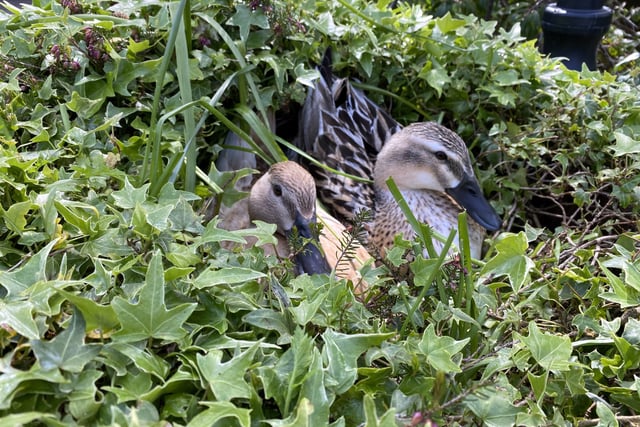 A quacking double act is sharing the limelight