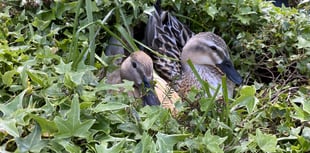 A quacking double act is sharing the limelight