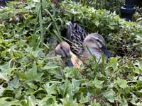 A quacking double act is sharing the limelight