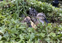 A quacking double act is sharing the limelight
