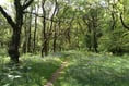 Dartmoor National Park involved in pine marten reintroduction  survey