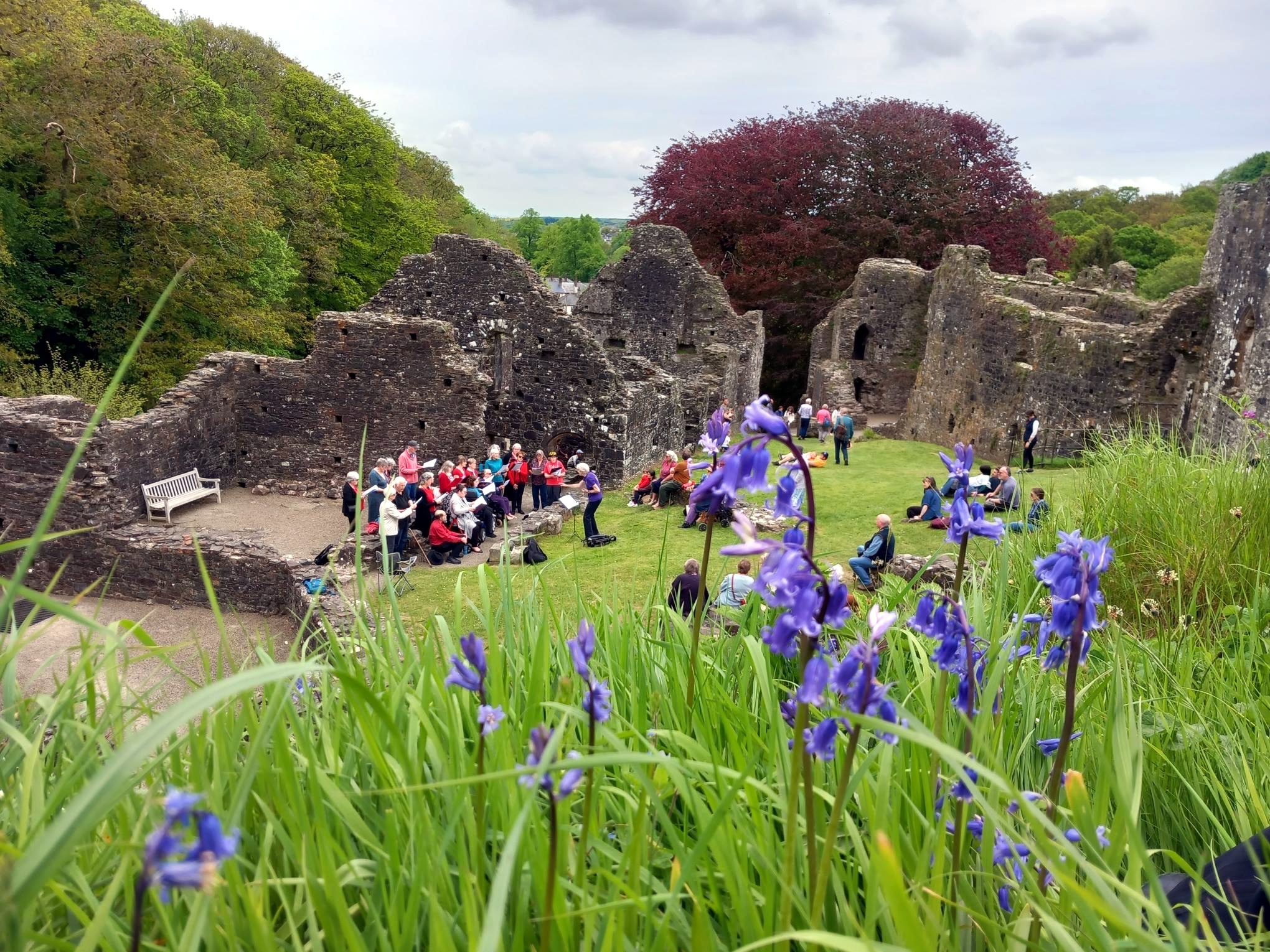Okehampton Castle's Bluebell Sunday returns next month