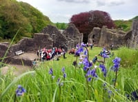 Okehampton Castle's Bluebell Sunday returns next month