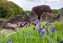 Okehampton Castle's Bluebell Sunday returns next month