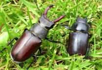 Help needed to find rare beetle in Devon