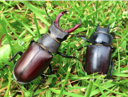 A male stag beetle (left) next to the smaller female.