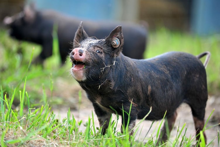 Devon County Show 2023
