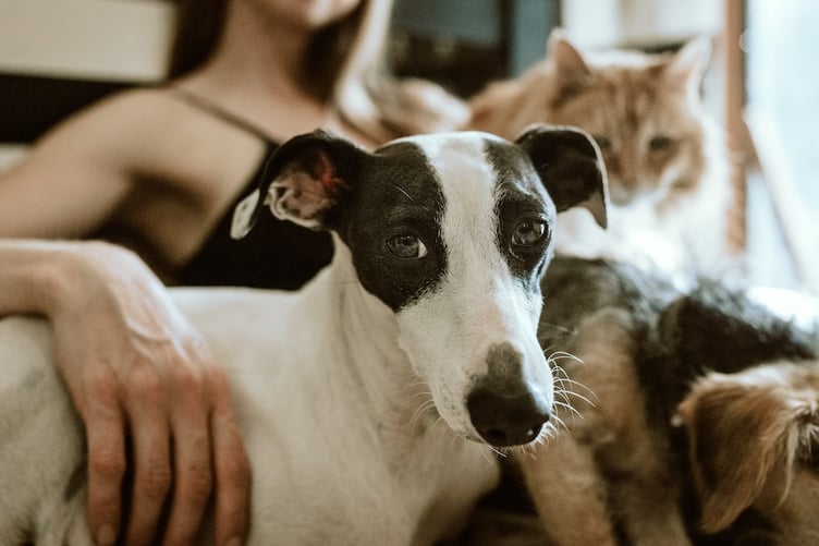 Pets