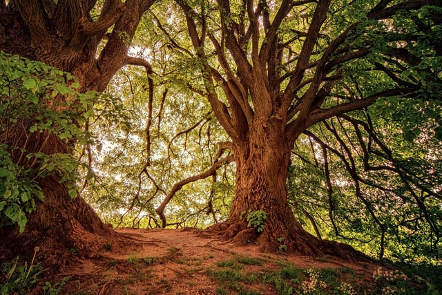 40 per cent of major new road schemes in England impact ancient woods
