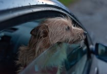 Police warn pet owners to not leave dogs in hot cars