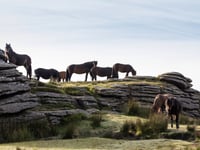 A change in fortune for Dartmoor's ponies