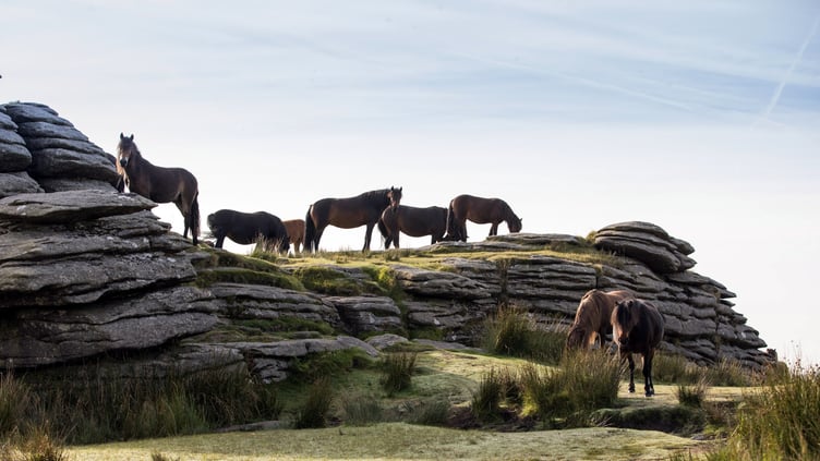 ponies dartmoor