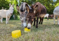 Keeping cool at The Donkey Sanctuary 