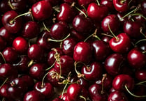 Pick your own cherries in July