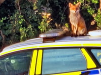 Cunning  culprit who left paw marks on police car...  was a fox