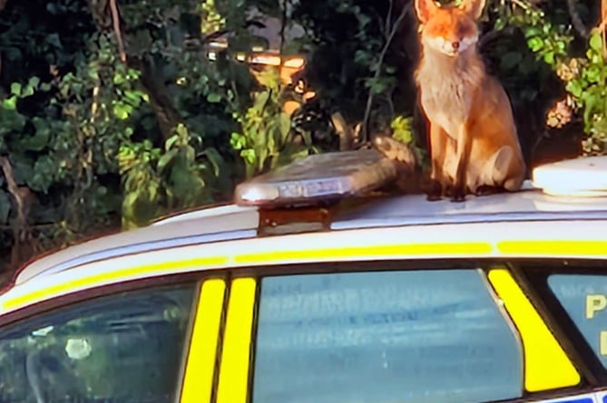 A fox sitting atop a vehicle of Devon & Cornwall Police's dog squad. See SWNS story SWMRfox. 



Perplexed police officers have finally pictured a menace leaving paw prints on their clean car - a resident FOX. Officers with Devon & Cornwall Police's dogs division snapped a picture of the 'sly beauty' sitting atop the roof of their vehicle. Officers had noticed that an animal had been leaving the roof of their vehicle covered in  paw prints - but assumed it was a fiendish local cat. The smiley fox is seen enjoying it's 'golden hour' in the sun atop the unit's vehicle in a picture posted on social media by the force this morning (6/7). 