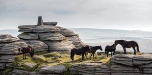 Competition to capture the charm of Dartmoor ponies in pictures