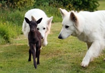Wild deer is bonding with pet dogs