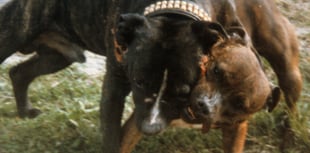 Call to report dog fighting to RSPCA