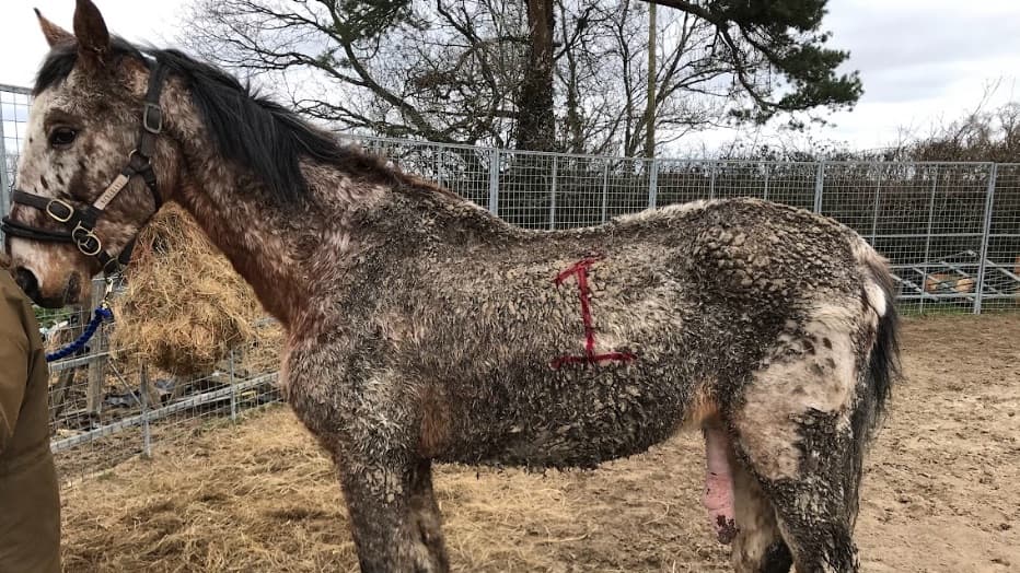 Exbourne couple given ten-year animal ban for serious horse neglect 
