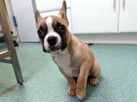 WATCH: Tony the French bulldog 'left limping' for days
