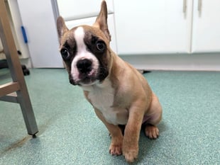 WATCH: Tony the French bulldog 'left limping' for days