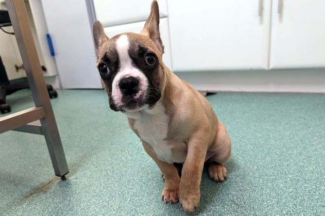 A woman from South Milton who failed to seek treatment for her French bulldog puppy TonyÕs broken elbow after he was injured in a domestic accident has been prosecuted by the RSPCA.Picture: RSPCA (July 21, 2023)
