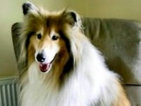 Animal Matters for July