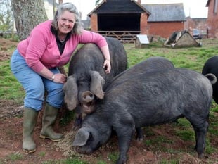 More pigs than ever heading to Okehampton Show