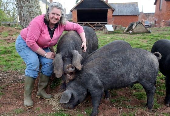 Deborah and pigs