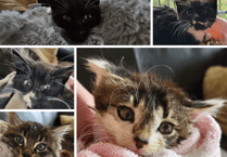 Cat family rescued by South West Water