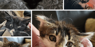 Cat family rescued by South West Water