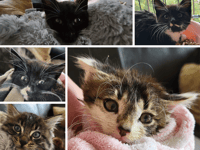 Cat family rescued by South West Water