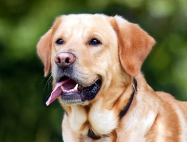 dog image