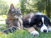 Animal Matters: this month's guide
