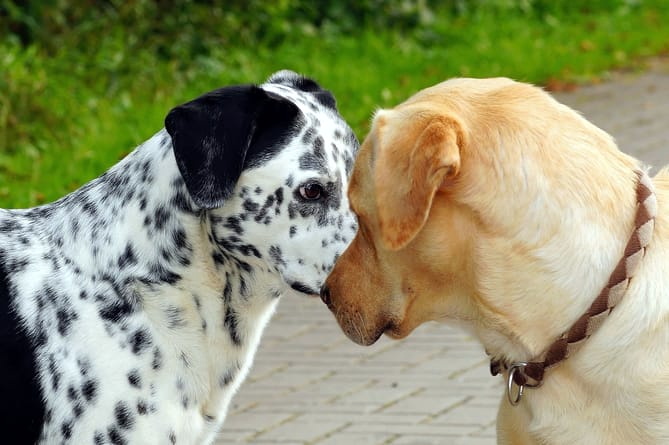 Dogs to go head-to-head for town mental health charity