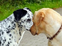 Dogs to go head-to-head for town mental health charity